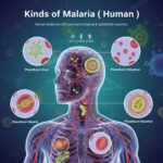 Epidemiological Parameters in Malaria