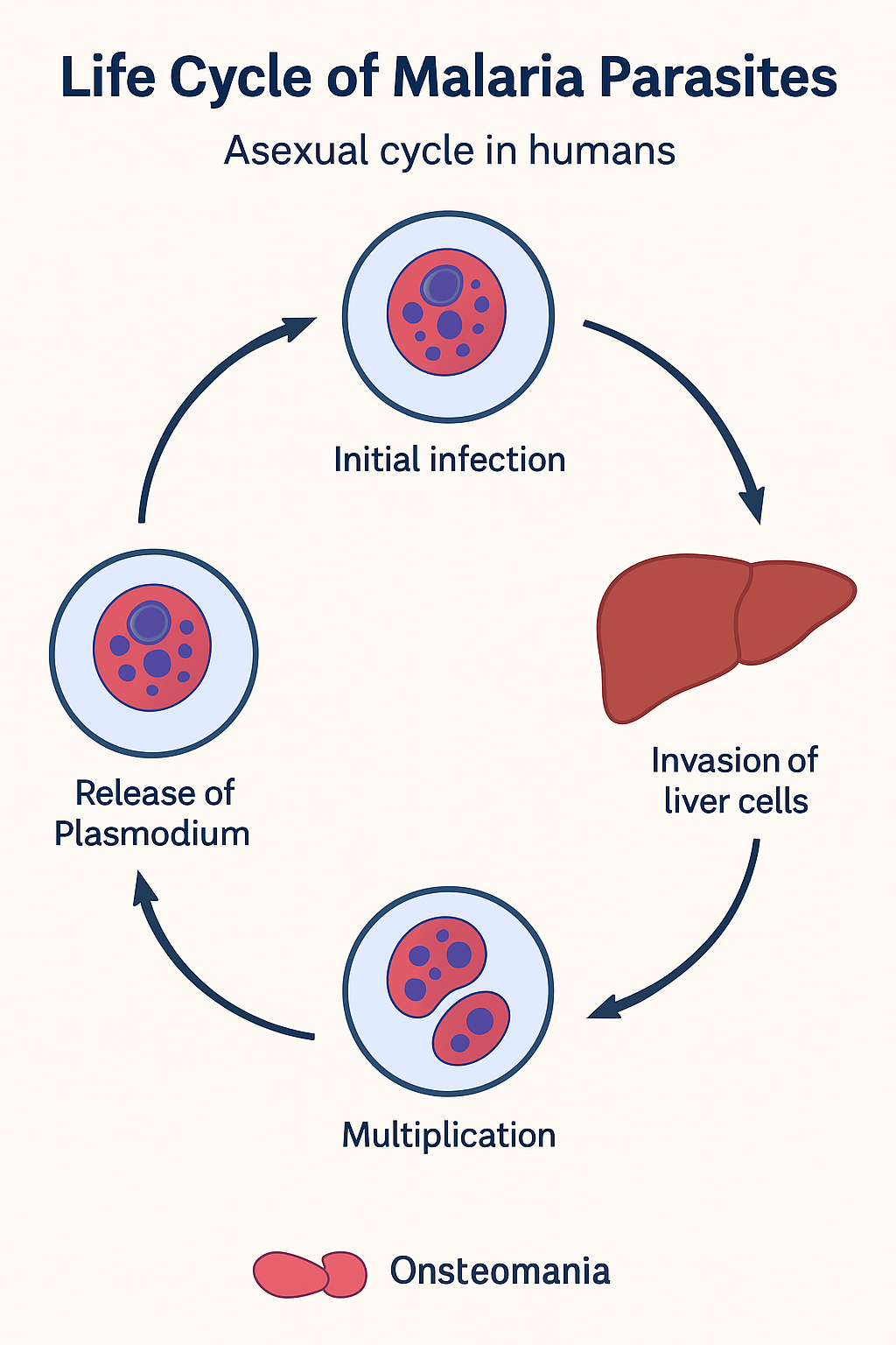 Life cycle of malaria parasites – Asexual cycle in Humen