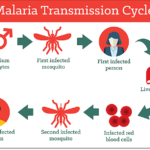 Life cycle of malaria parasites—Asexual cycle in humans