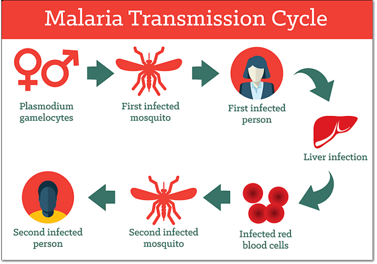Biology of Malaria Transmission