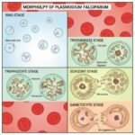 Morphology of Plasmodium Vivax