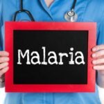 Morphology and Characteristics of Plasmodium knowlesi