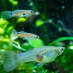 Mosquito Larvicidal Program in Malaria & Filaria Elimination