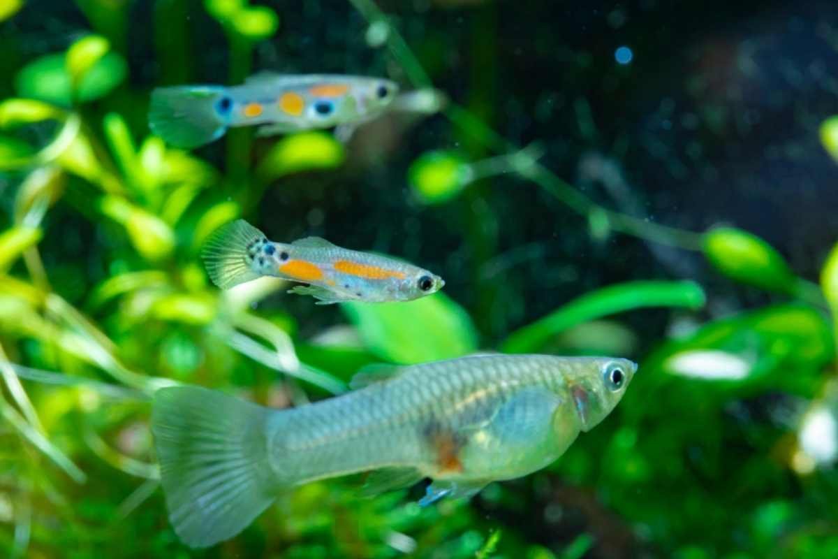 Guppy Fish