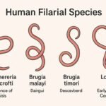 The Role and Mechanism of Bti and Btk