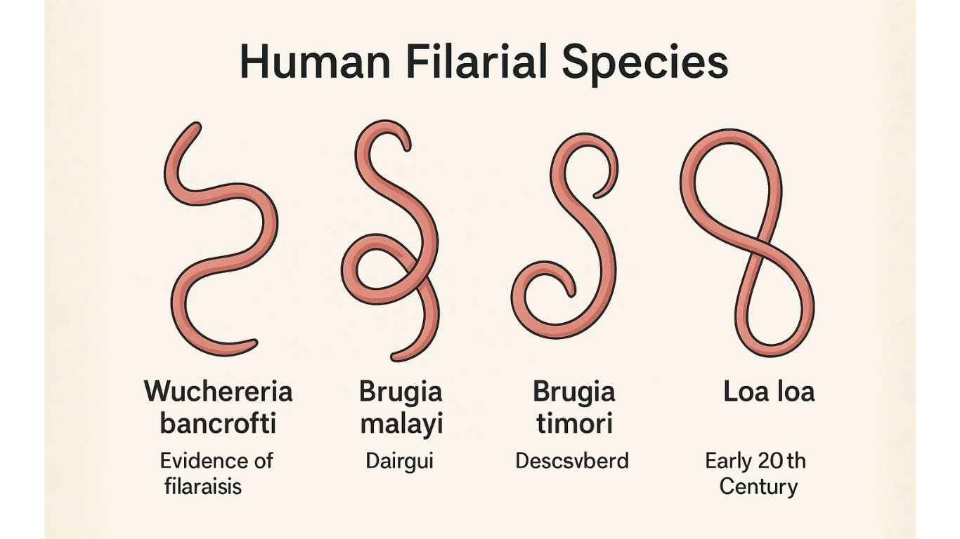 Human Filarial Species
