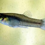 Entomological Survey (Adult Mosquitoes)