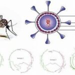 Advantages of Triple Drug Therapy as Compared to Double Drug Therapy