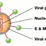 Procedure for Impregnating a Mosquito Net with Insecticide (ITN)