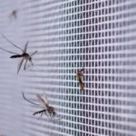 Guidelines For Preparing Temephos Mother Solution 