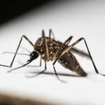Dengue Prevention Strategies in High-Burden Countries