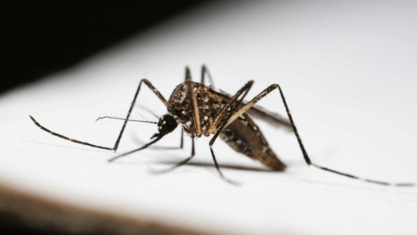 Effective Vector Control Measures for Dengue Fever Prevention