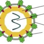 Transmission Cycle of  Chikungunya Virus 