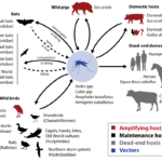 Key Structure of Japanese Encephalitis Virus