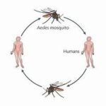 Key Structure Of Chikungunya Virus