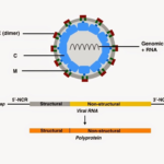 Life Cycle of Japanese Encephalitis Virus
