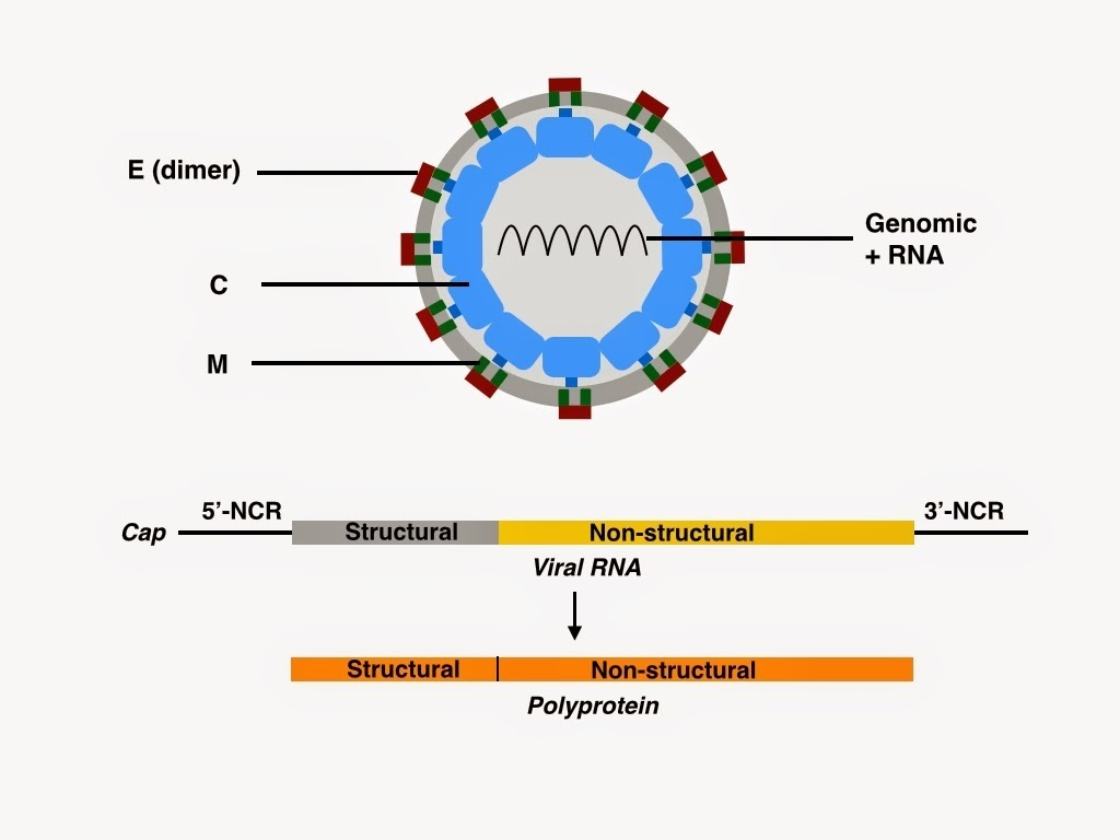 Japanese Encephalitis Virus