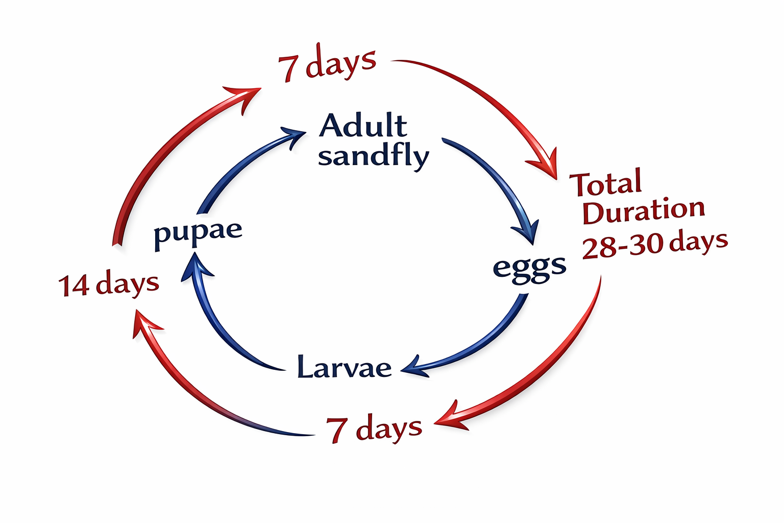 Sand Flu Life Cycle of Sandflies | Stages, Habits, and Vector Importance
