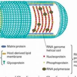 Factors Responsible for Transmission of Chandipura Encephalitis Virus (CHPV)