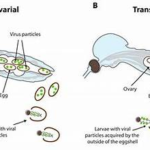 Clinical Characteristics of CHPV and Laboratory Diagnosis