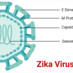 Laboratory Diagnosis, Treatment and Clinical Management of Zika Virus