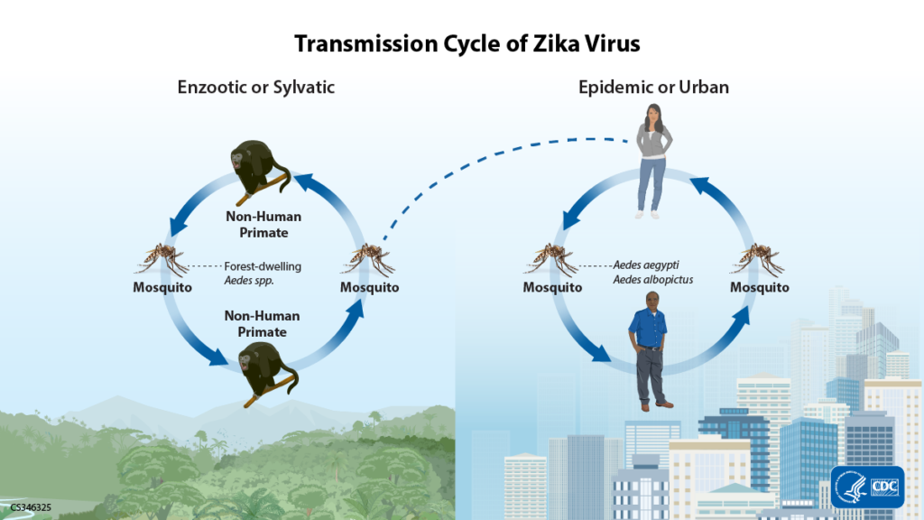 Transmission Of Zika Virus