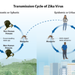 Zika Virus Symptoms