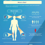 Transmission Of Zika Virus 