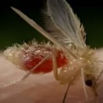 Prevention and Control Measures for Chandipura Encephalitis