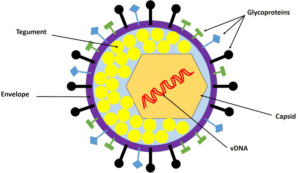 Structures of Herpes Simplex Virus 