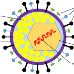 Structures of Herpes Simplex Virus (HSV)