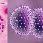 Structure and Life Cycle of Gonorrhea