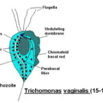 Critical Facts Trichomonas Vaginalis: Structure and Life Cycle