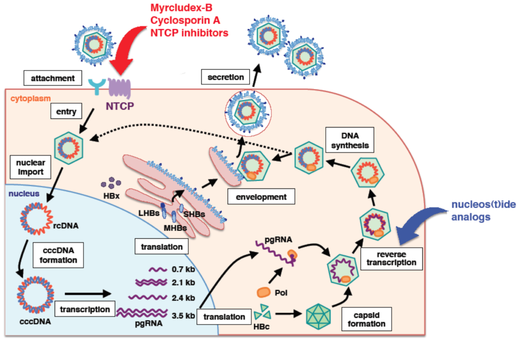 Life Cycle and Morphology of Hepatitis B

