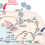 Key Structures of Hepatitis B Virus