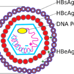 Key Structures of Hepatitis B Virus