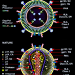 7 Important Structural Differences Between HIV-1 and HIV-2