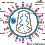 Structures Of HIV Virus