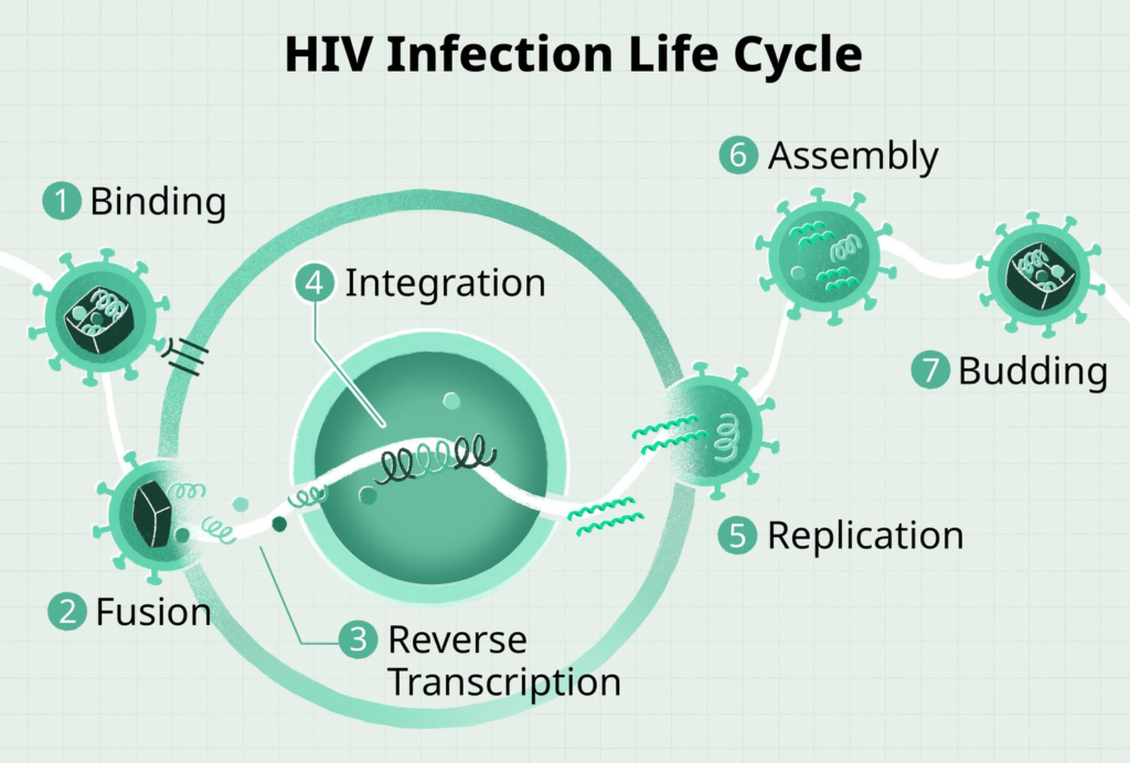 HIV virus life cycle

