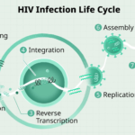 HIV Virus Life Cycle, Morphology, ART Targets & Drug Resistance