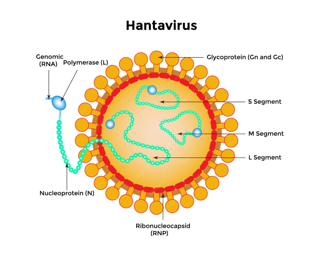 Key Structure of Hantavirus- Detailed diagram of Hantavirus structure showing L, M, and S RNA segments and glycoprotein spikes