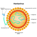 Key Structure of Hantavirus: 3 Critical Components Explored