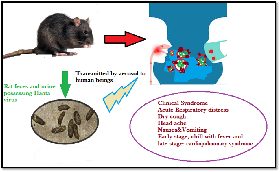 Diagram showing the ecological transmission cycle of hantavirus from rodent reservoirs to humans"