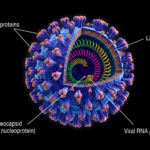 Life Cycle and Morphology of Hantavirus