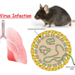 Thottpalayam virus (TMPV): 7 Vital Facts on This Unique Pathogen