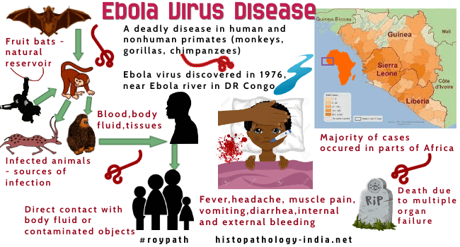 Ebola Virus Reservoirs