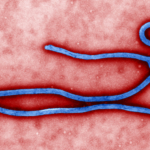Ebola Virus Life Cycle: 7 Critical Morphological Facts