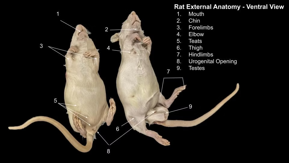 morphology of rodents