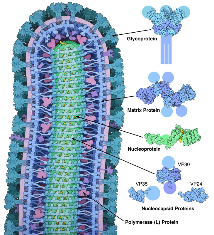 Structure of Ebola Virus