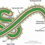 Structure of Ebola Virus: 6 Critical Structural Facts
